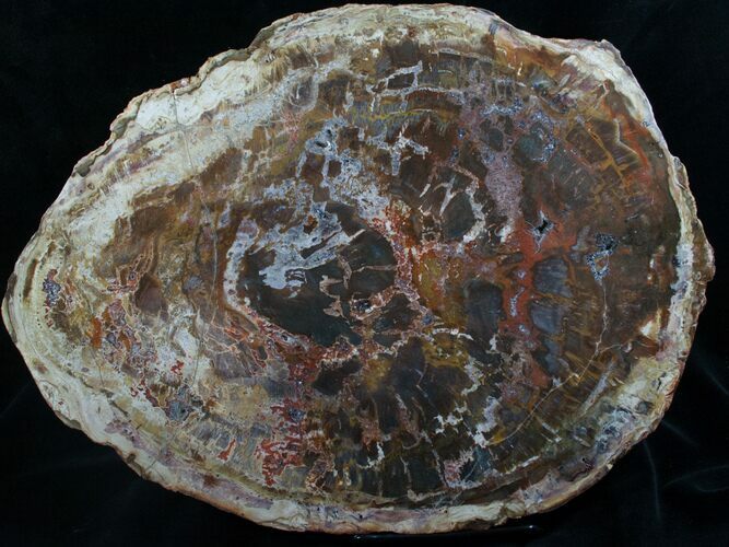 Thick Petrified Wood Slice - #8177